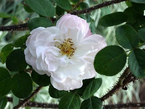 White magic rose: a glimpse into the magical world of fairy tales